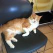 Buddy Managing The Clinic